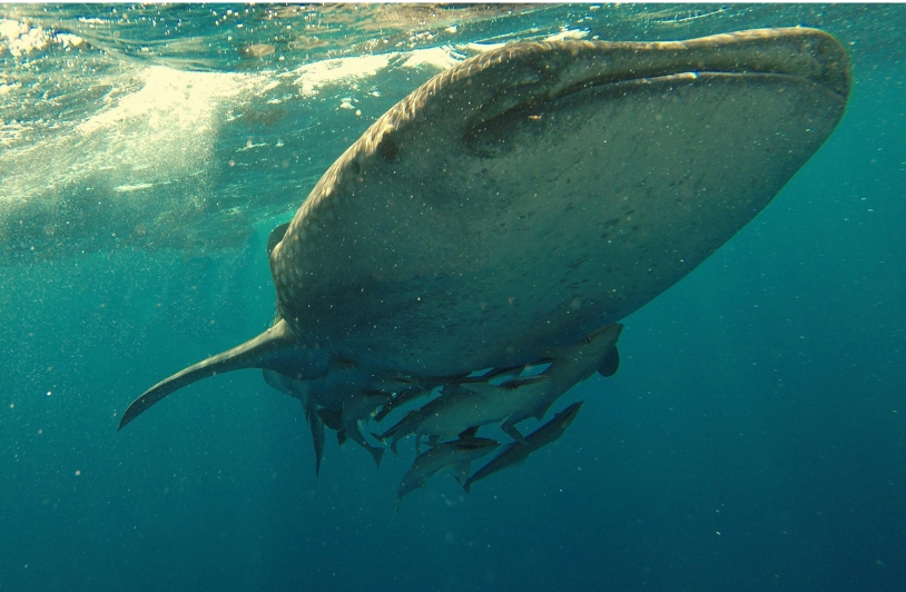 Whale shark in ocean