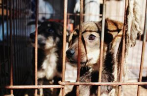 Two dogs in a cage, symbolizing the dilemma faced by pet owners during disasters who may be unable to evacuate due to the lack of pet-friendly shelters.