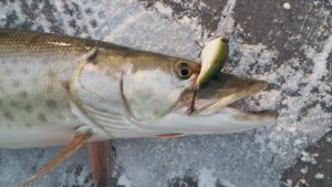 A spotted muskellunge caught in Lake Saint Clair during winter.